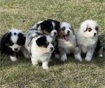 Small Miniature Australian Shepherd