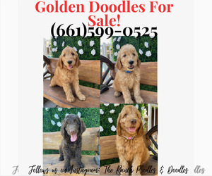 Goldendoodle Litter for sale in BAKERSFIELD, CA, USA
