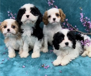 Cavapoo Litter for sale in WEST POINT, VA, USA