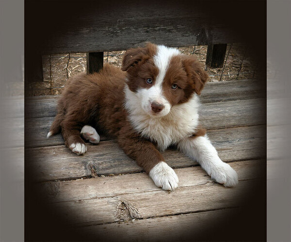 Medium Photo #1 Border Collie Puppy For Sale in EDEN, AZ, USA