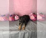 Small Photo #1 German Shepherd Dog Puppy For Sale in MERRILLVILLE, IN, USA