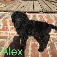 Poodle (Standard) Litter for sale in JEFFERSON, TX, USA