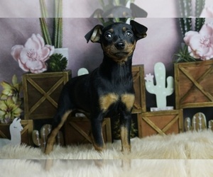 Miniature Pinscher Litter for sale in WARSAW, IN, USA