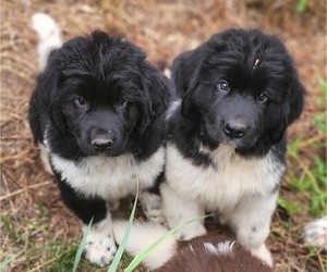Newfoundland Litter for sale in BERESFORD, SD, USA