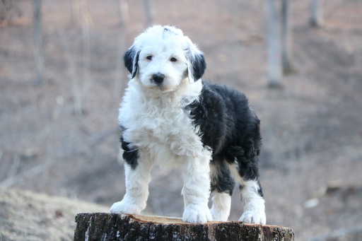 Medium Photo #1 Sheepadoodle Puppy For Sale in CHILLICOTHE, MO, USA