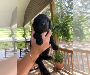Poodle (Standard) Litter for sale in APOLLO, PA, USA