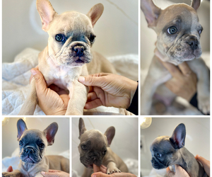 French Bulldog Litter for sale in SALINAS, CA, USA