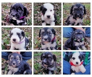 Sheepadoodle Litter for sale in GOLDEN CITY, MO, USA