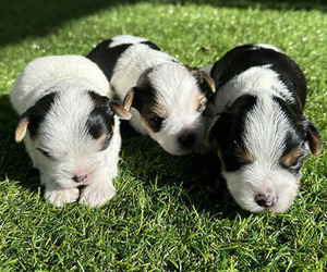 Yorkshire Terrier Litter for sale in AUSTIN, TX, USA