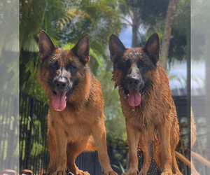 German Shepherd Dog Litter for sale in WELLINGTON, FL, USA