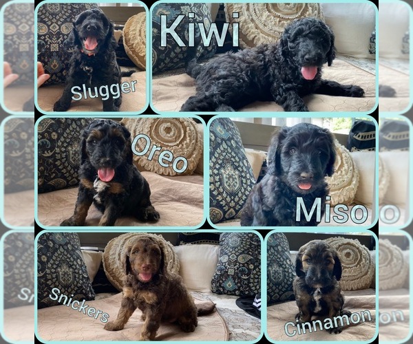 Medium Photo #1 Goldendoodle-Poodle (Standard) Mix Puppy For Sale in TULSA, OK, USA