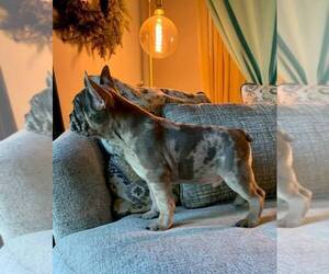 French Bulldog Litter for sale in BAKERSFIELD, CA, USA
