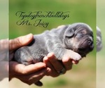 Small Photo #1 French Bulldog Puppy For Sale in HURON, TN, USA