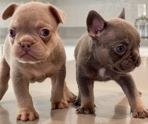 French Bulldog Litter for sale in LAS VEGAS, NV, USA