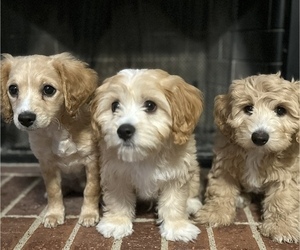 Cavachon Litter for sale in WYLIE, TX, USA
