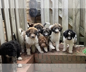 Aussiedoodle Litter for sale in CHAPEL HILL, NC, USA