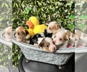 Yorkshire Terrier Litter for sale in CHICAGO, IL, USA