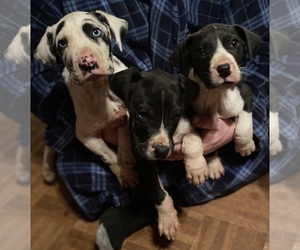 Great Dane Litter for sale in SALEM, MO, USA