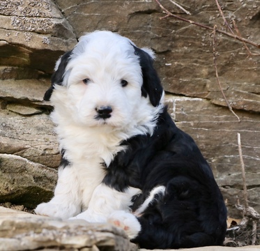 Medium Photo #1 Old English Sheepdog-Poodle (Miniature) Mix Puppy For Sale in CHILLICOTHE, MO, USA