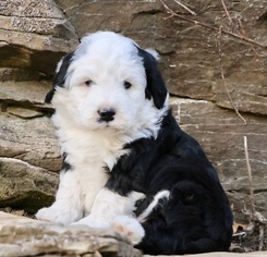 Old English Sheepdog-Poodle (Miniature) Mix Litter for sale in CHILLICOTHE, MO, USA
