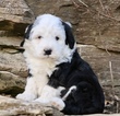Small Photo #1 Old English Sheepdog-Poodle (Miniature) Mix Puppy For Sale in CHILLICOTHE, MO, USA