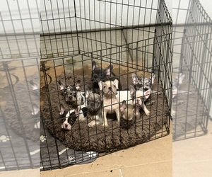 French Bulldog Litter for sale in MERCED, CA, USA