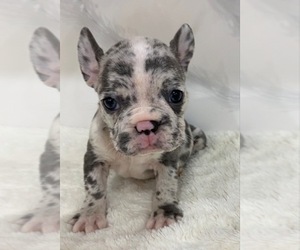 French Bulldog Litter for sale in HIALEAH, FL, USA