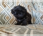 Small Photo #1 Shih Tzu Puppy For Sale in SAVANNAH, TN, USA