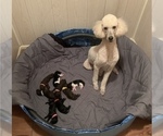 Small Photo #1 Poodle (Standard) Puppy For Sale in LEXINGTON, SC, USA