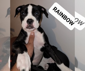 American Bulldog Litter for sale in CLEVELAND, OH, USA