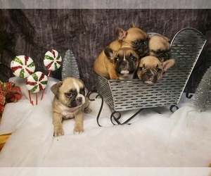 French Bulldog Litter for sale in FISHER, MN, USA