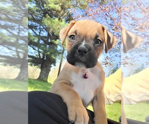 Boxer Litter for sale in WASHINGTON, PA, USA