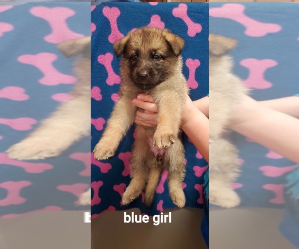 Medium Photo #1 German Shepherd Dog Puppy For Sale in ELBERTON, GA, USA