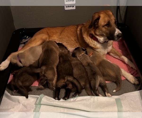 Medium Photo #1 Anatolian Shepherd Puppy For Sale in MECHANICSVILLE, VA, USA