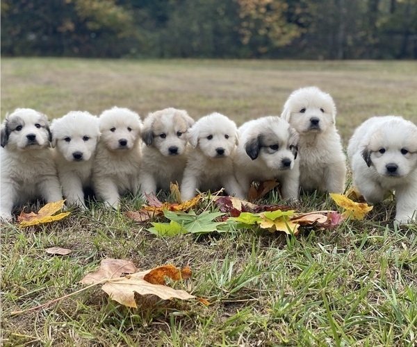 Medium Photo #1 Great Pyrenees Puppy For Sale in VERNONIA, OR, USA