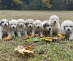 Small Photo #1 Great Pyrenees Puppy For Sale in VERNONIA, OR, USA
