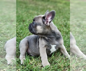 French Bulldog Litter for sale in MIDLAND, NC, USA