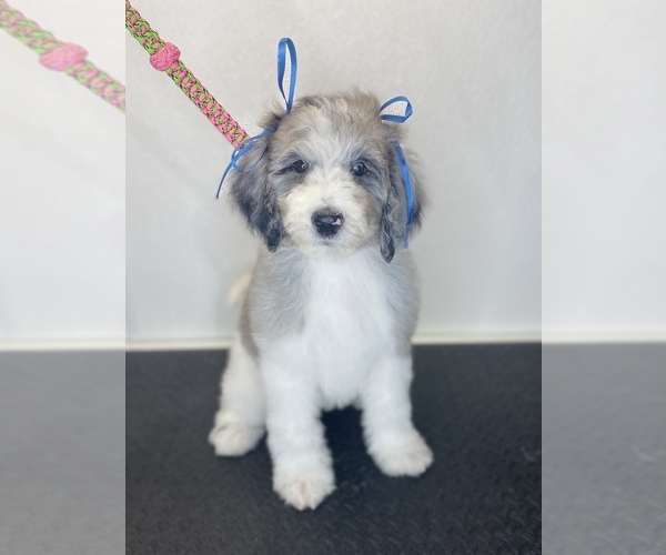 Medium Photo #1 Sheepadoodle Puppy For Sale in EAST GRAND FORKS, MN, USA