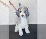 Small Photo #1 Sheepadoodle Puppy For Sale in EAST GRAND FORKS, MN, USA
