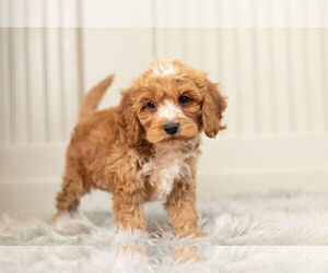 Cockapoo Litter for sale in WARSAW, IN, USA