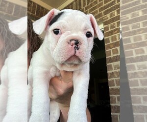 French Bulldog Litter for sale in FORT WORTH, TX, USA