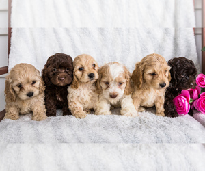 Cocker Spaniel-Poodle (Miniature) Mix Litter for sale in WAKARUSA, IN, USA