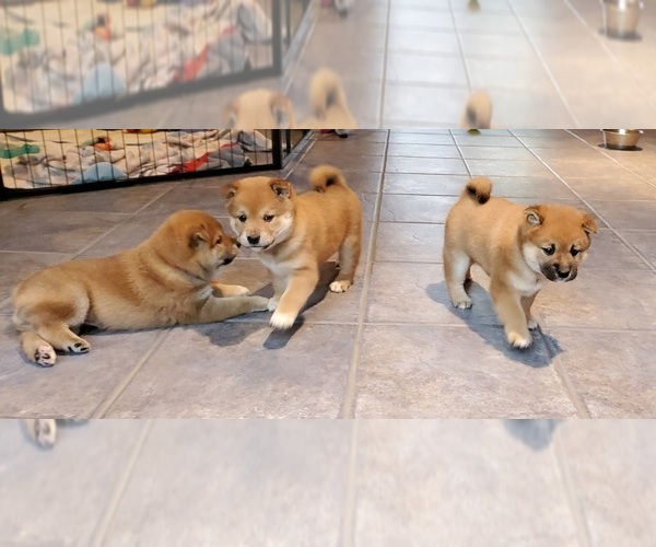 Medium Photo #1 Shiba Inu Puppy For Sale in SOMERSWORTH, NH, USA
