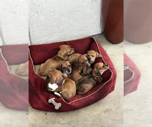 Dachshund Litter for sale in RIVERBANK, CA, USA