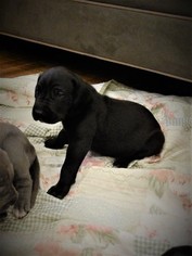 Great Dane Litter for sale in LEWISBURG, PA, USA