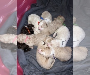 Aussiedoodle Litter for sale in BETHESDA, OH, USA