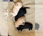 Small Photo #1 Poodle (Standard) Puppy For Sale in PLANT CITY, FL, USA