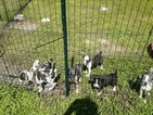 Small Photo #1 Australian Shepherd Puppy For Sale in COTTAGEVILLE, SC, USA