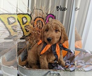Goldendoodle Litter for sale in KINGSTON, MO, USA