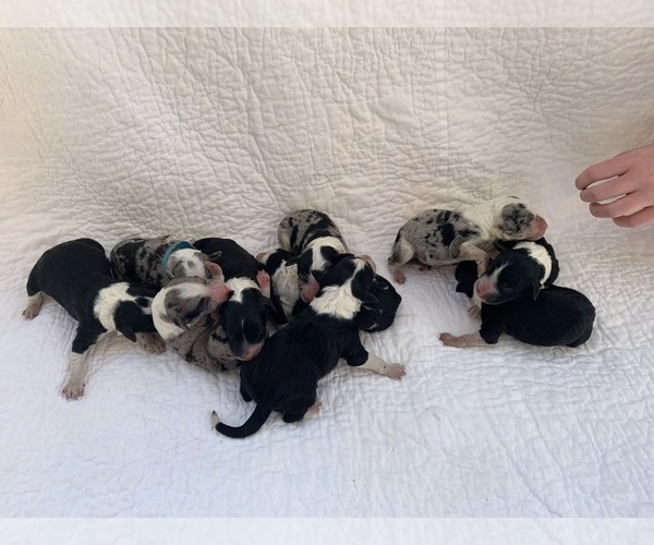 Medium Photo #1 Bordoodle Puppy For Sale in CRESTON, OH, USA